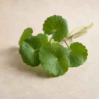 Organic Gotu Kola